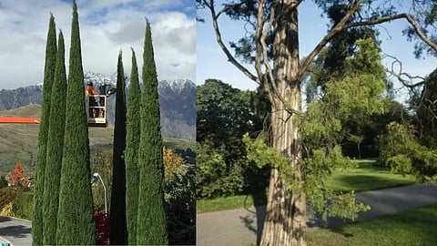 The oldest tree in India