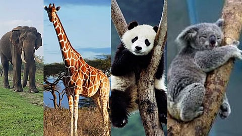 Animals that live in the forest but do not eat non-vegetarian food