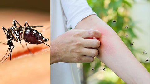 Natural protection shield to avoid mosquito bites