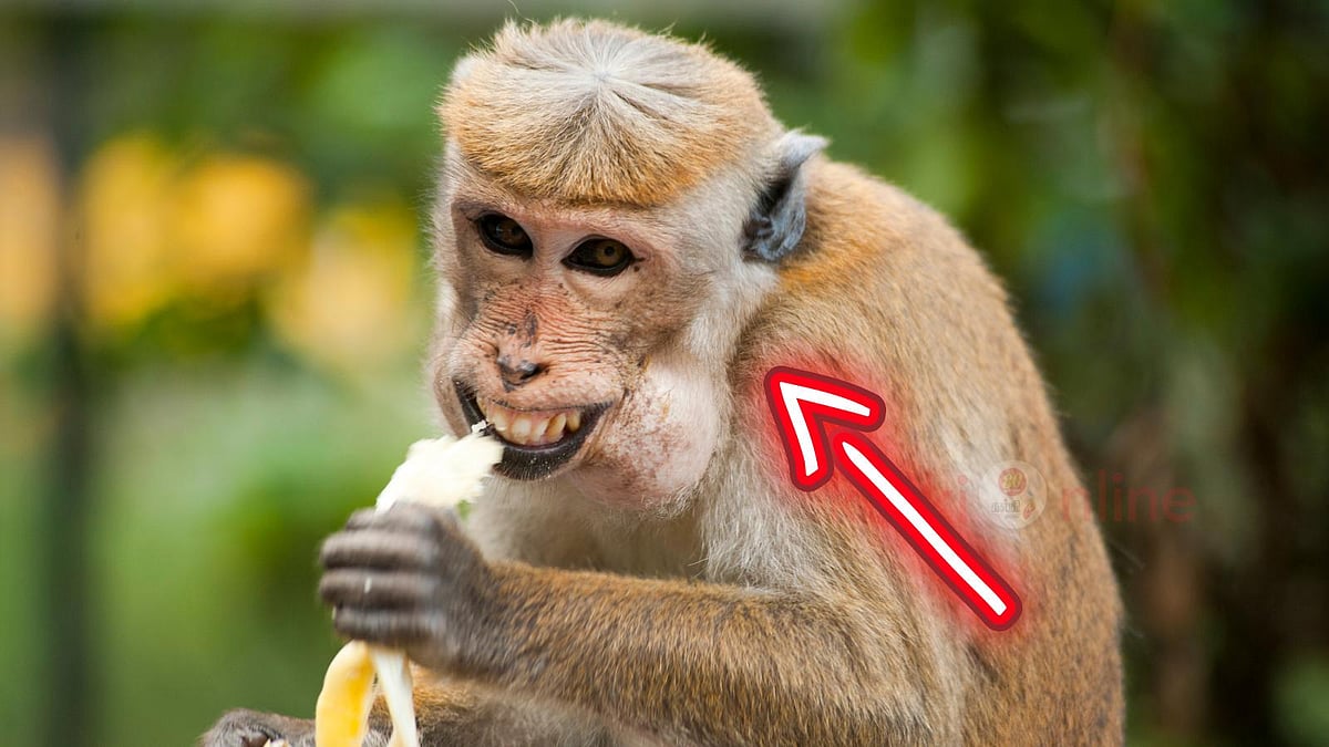 குரங்குத் தொல்லை தாங்கலையா? அடிக்க வேண்டாம், விரட்ட வேண்டாம்... இந்த 5 ட்ரிக்ஸ் போதும்!