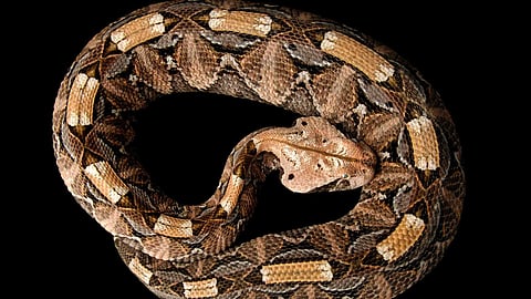 Snake that catches its prey using its feces