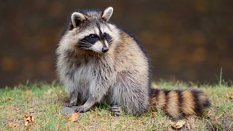 Amazing life of raccoons