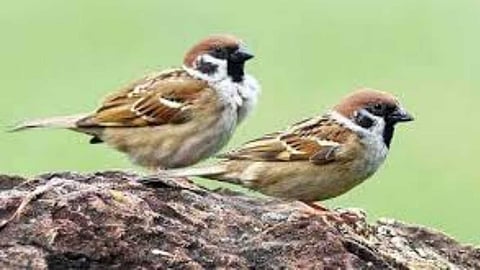 sparrows a sign of good luck or bad luck?