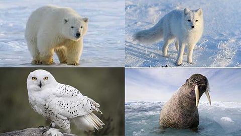 Animals that survive even in freezing cold