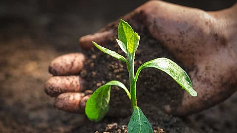 Insects food revolution