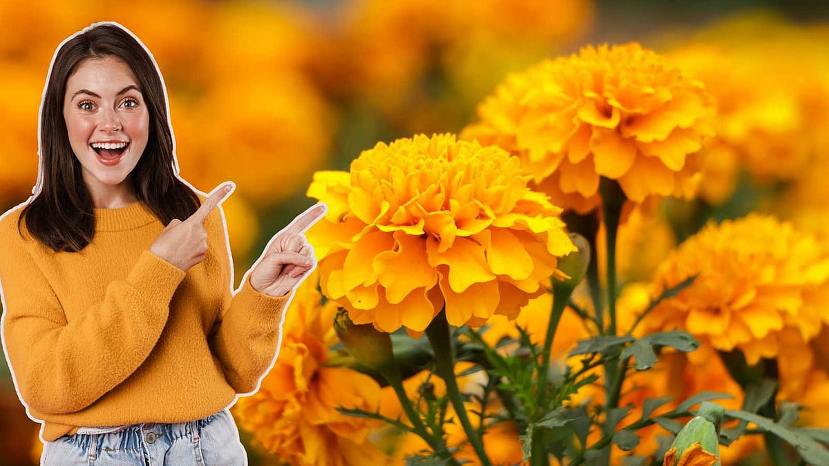 பூவல்ல அது ஒரு பொக்கிஷம்: சாமந்திப் பூவின் மருத்துவ ரகசியங்கள்!