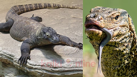 Monitor lizard and it's weapon