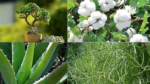 Plants that block good fortune