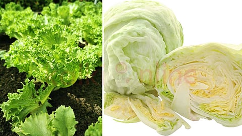 பனிப்பாறை கீரை