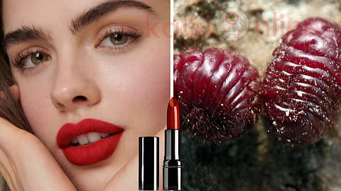 Red lipstick and Cochineal insects