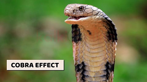 Cobra Effect
