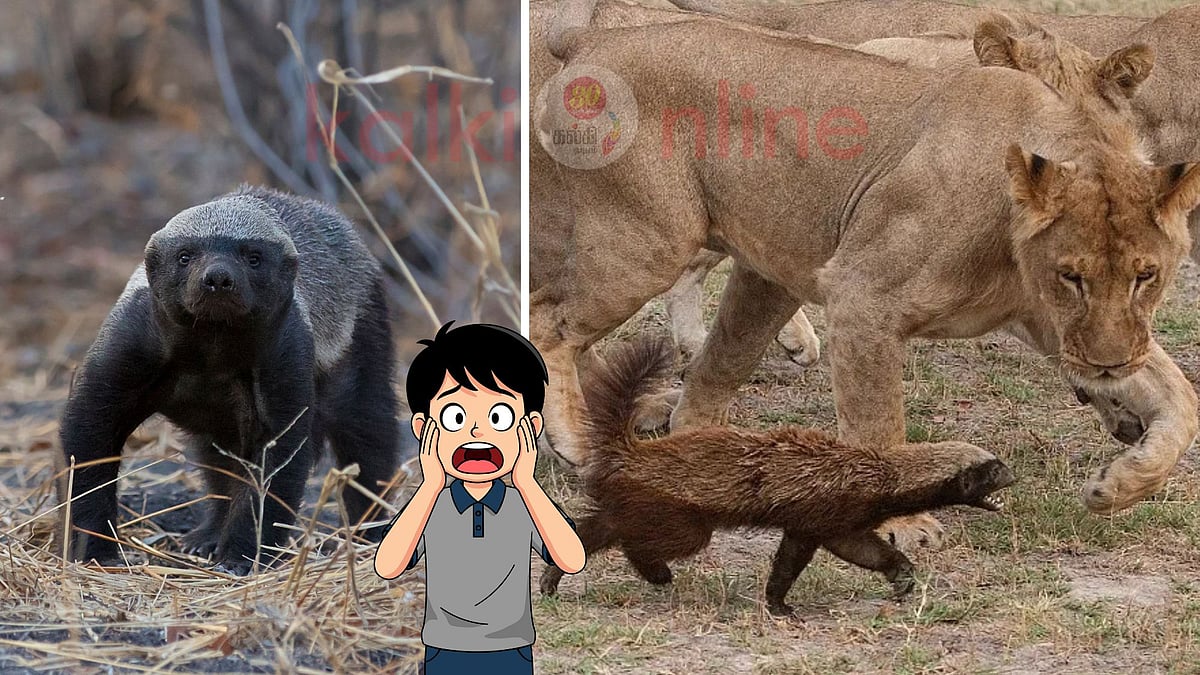 உருவத்தைப் பார்த்து ஏமாந்து விடாதீர்! கின்னஸ் புத்தகமே மிரளும் 'பயமற்ற' மிருகம்!