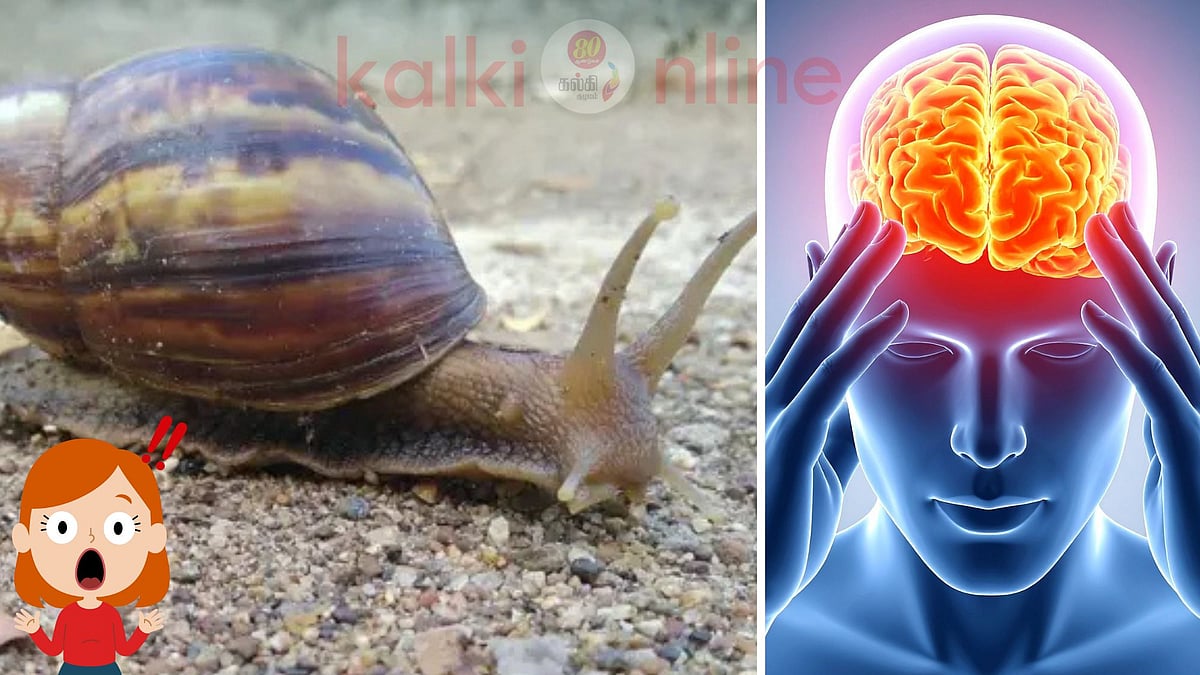 ஜாக்கிரதை மக்களே! அழகாத் தெரியும் இந்த நத்தைக்கு பின்னால் ஒளிந்திருக்கும் மரண பயம்!