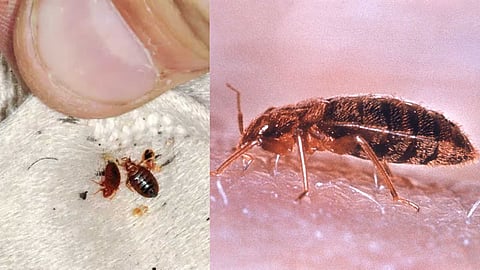 Relief from bed bug infestation