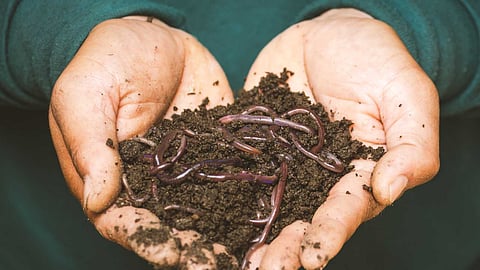 Benefits of vermicompost