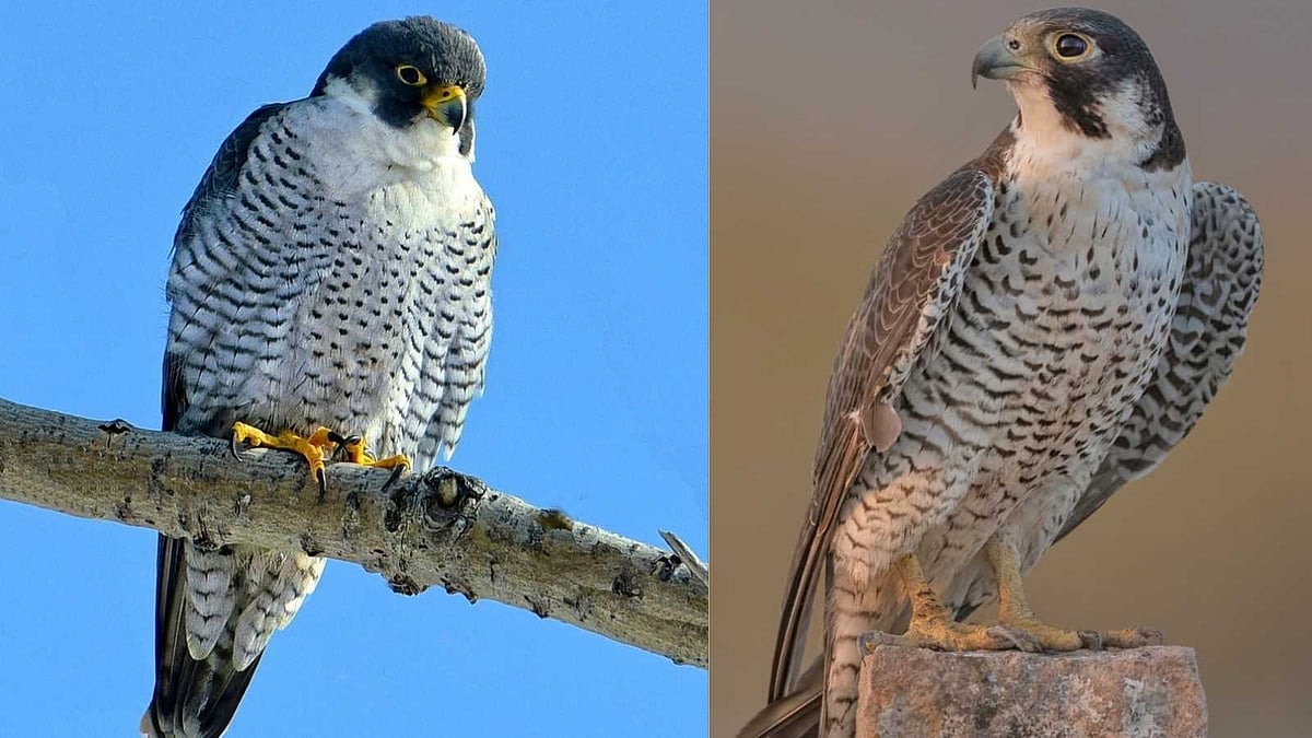சிறுத்தையை விட அதிவேகமான 'புல்லட்' பெரிகிரைன் ஃபால்கன் பறவைகள்!