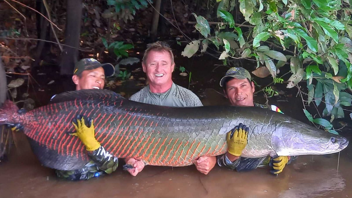 கப்பலையும் உடைத்து உருக்குலையச் செய்யும் பலம் கொண்ட அதிசய 'அரபைமா' மீன்கள்!