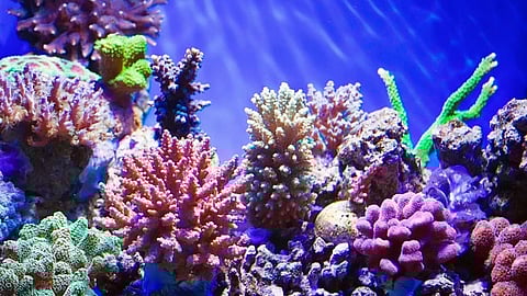 The danger facing coral reefs