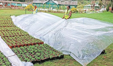 plastic cover for plants 