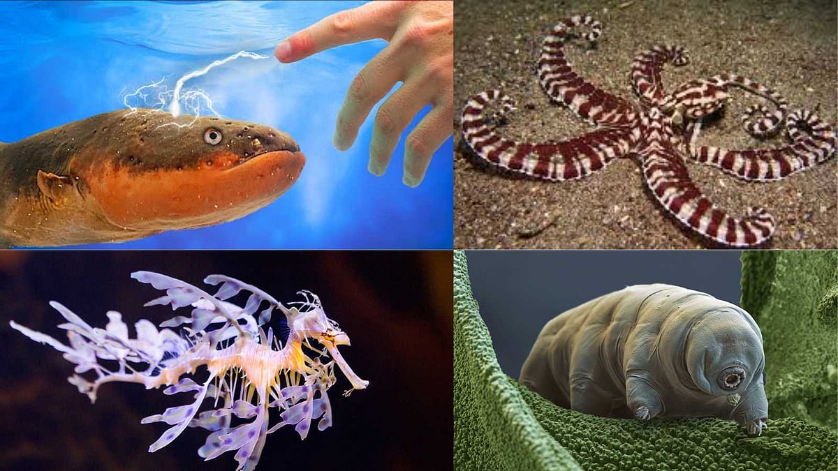 உலகையே வியக்க வைக்கும் மந்திர சக்தி கொண்ட 5 விசித்திர உயிரினங்கள்!