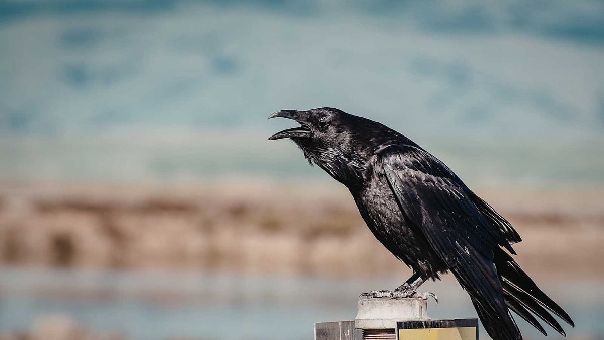 காகம் கரைந்தால் நிஜமாகவே விருந்தினர் வருவார்களா? உண்மை மற்றும் நம்பிக்கை!