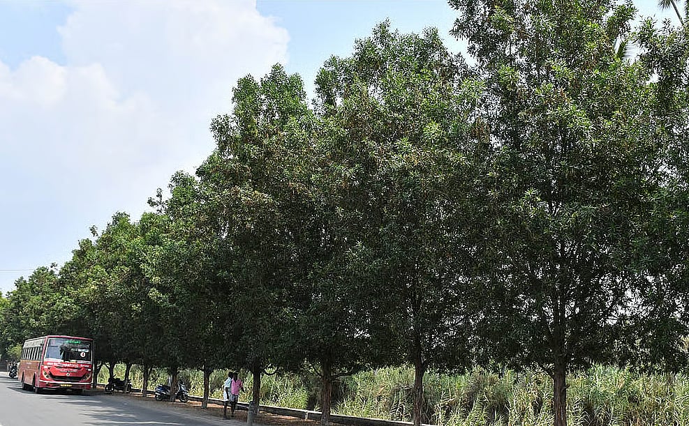 உடல்நலத்திற்கு வேட்டு வைக்கும் மரம் : 'கோனோகார்பஸ்' மரங்களுக்கு அதிரடித் தடை..!