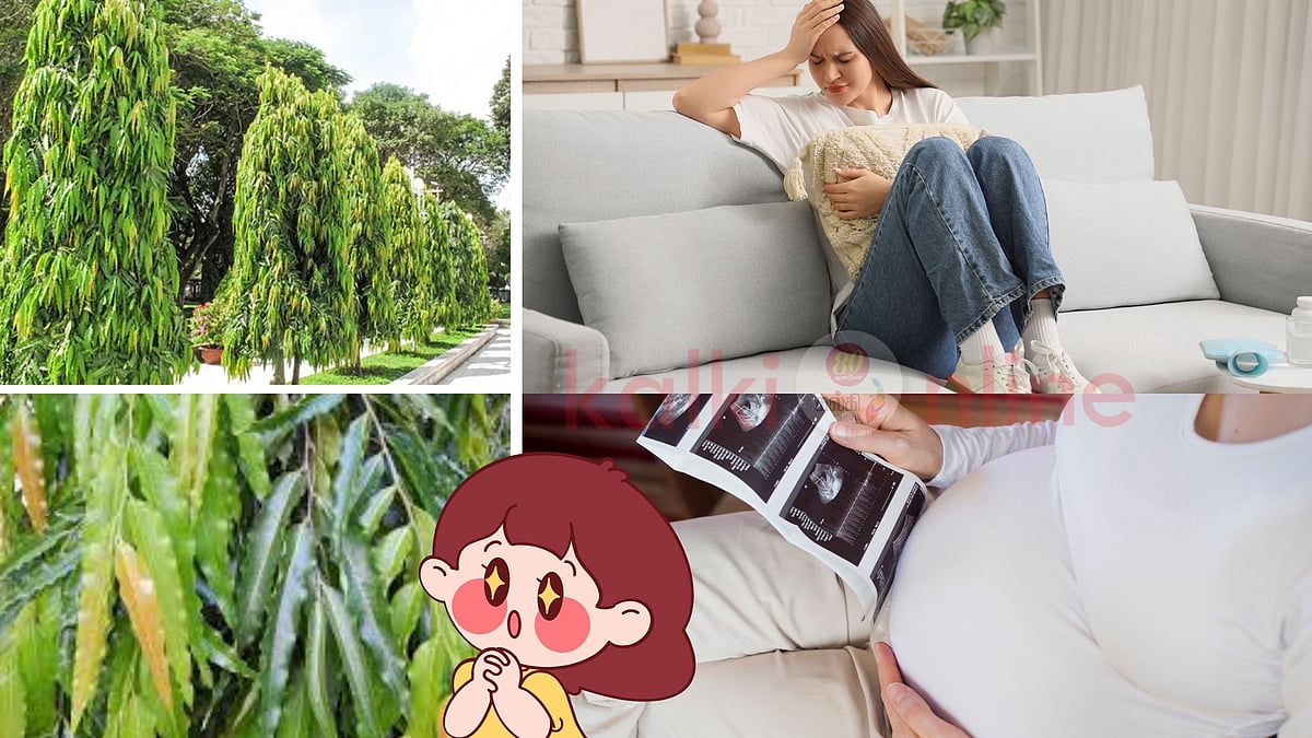 மாதவிடாய் வலி முதல் கருப்பை கோளாறுகள் வரை... அசோக மரத்தின் மேஜிக்! 