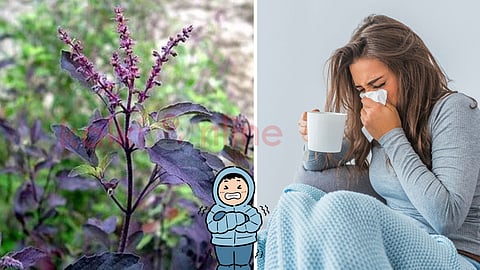 Black basil benefits