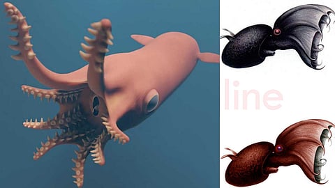Strange life of the 'Vampire Squid'