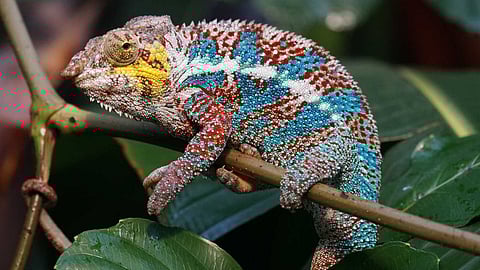 Interesting facts about chameleons