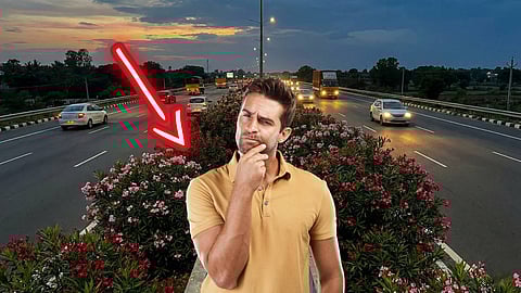 Oleander (Nerium oleander)