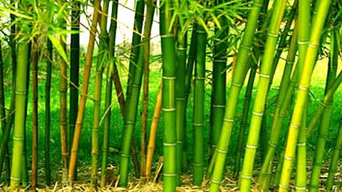Benefits of bamboo cultivation