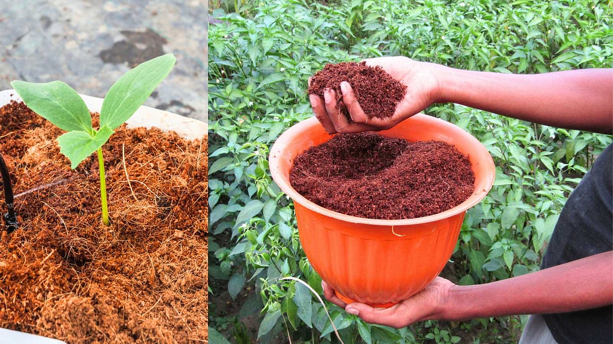 இயற்கை உரம்: வீட்டிலேயே கோகோபீட் (Cocopeat) தயாரிப்பு முறை!