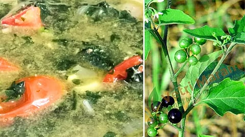 Manathakkali keerai recipe in tamil