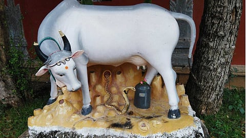 Shiva temples revealed by cow