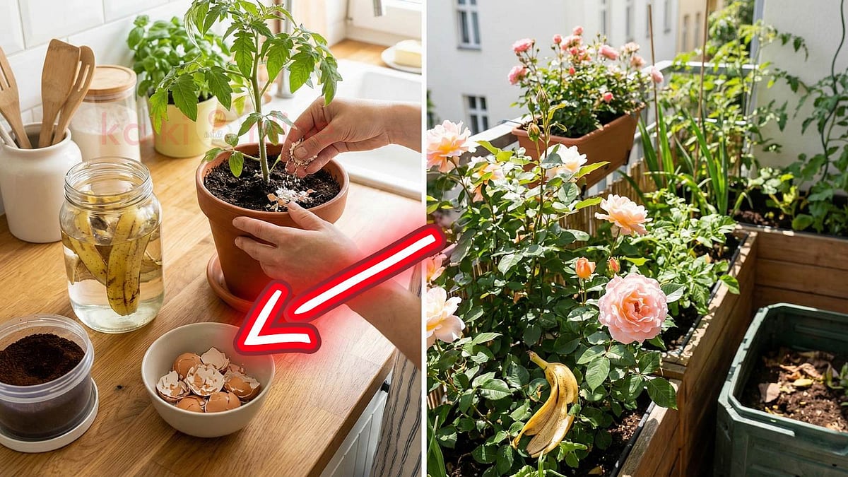 தினமும் குப்பையில் வீசும் இந்த 3 பொருள்... உங்க செடிகளுக்கு 'தங்கம்' மாதிரி தெரியுமா?