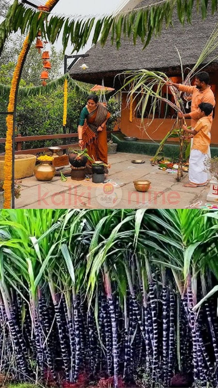 பற்களை இரும்பு போல மாற்றும் கரும்பு! பொங்கல் அன்று இதை மட்டும் தவறவிடாதீர்கள்! 