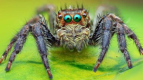 The strange life of jumping spiders