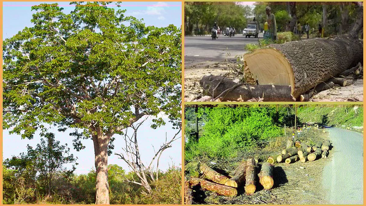 #JUST IN: பொது இடங்களில் மரம் வெட்ட தடை - மீறினால் ரூ.1 லட்சம் அபராதம்.! 