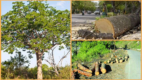 Rs.1 lakh penalty for cut trees