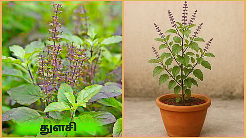 Protect tulsi plant from Snowfall
