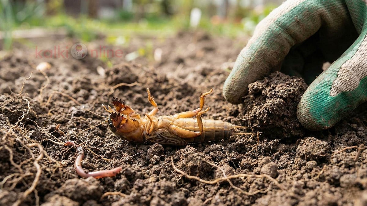 புள்ள பூச்சி அடிச்சா குழந்தை பிறக்காதா?