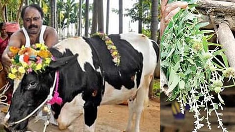 The Pongal festival, celebrated all over the world