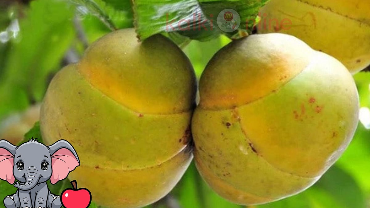 'யானை ஆப்பிள்' இதன் ரகசிய குணங்களைக் கேட்டால் வியந்து போவீர்கள்! 