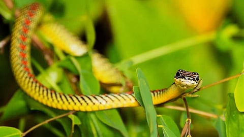 Snakes that fly without wings