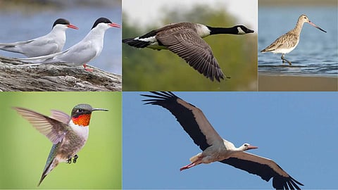 The amazing journey of birds that travel from continent to continent