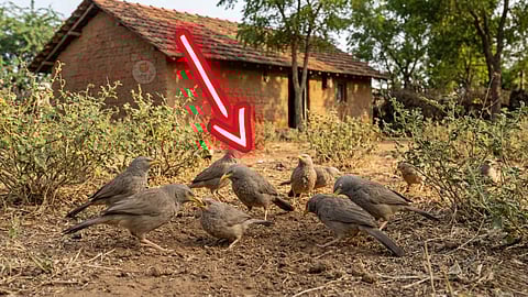 Yellow-billed Babbler
