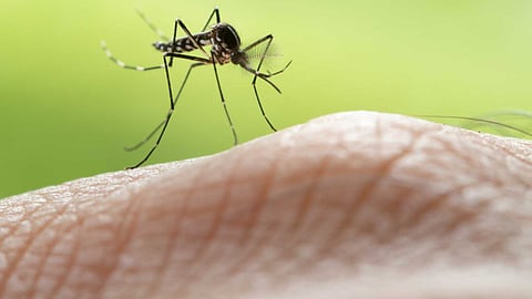 Scientists have modified mosquitoes using bacteria!