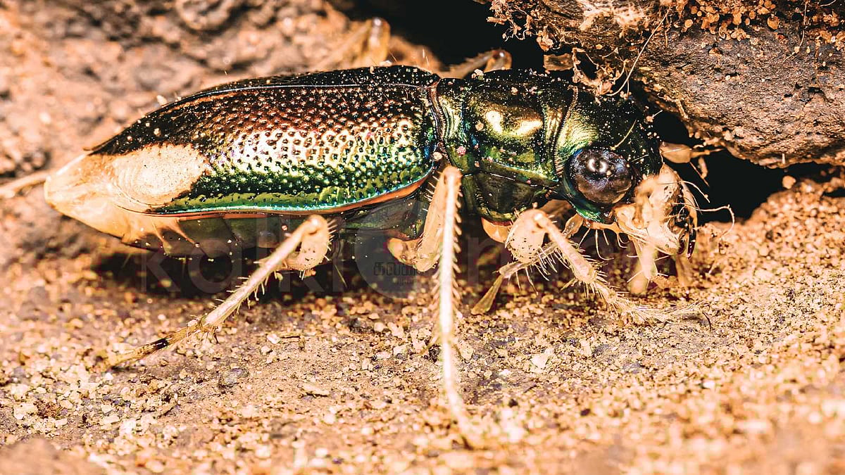 பொன்வண்டுகளின் அதிசய உலகம்: 50 ஆண்டு கால தவம்!