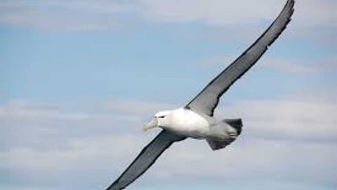 The birds with the longest wingspan in the world!